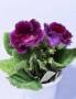 Seminte profesionale  Gloxinia (Sinningia hybrida)- Gloxinia - imagine 49244